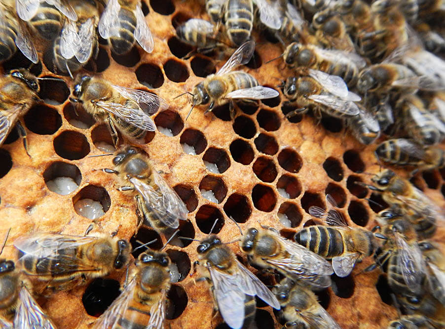 Ответственное пчеловодство обеспечивает работой жителей конфликтных зон Индии
