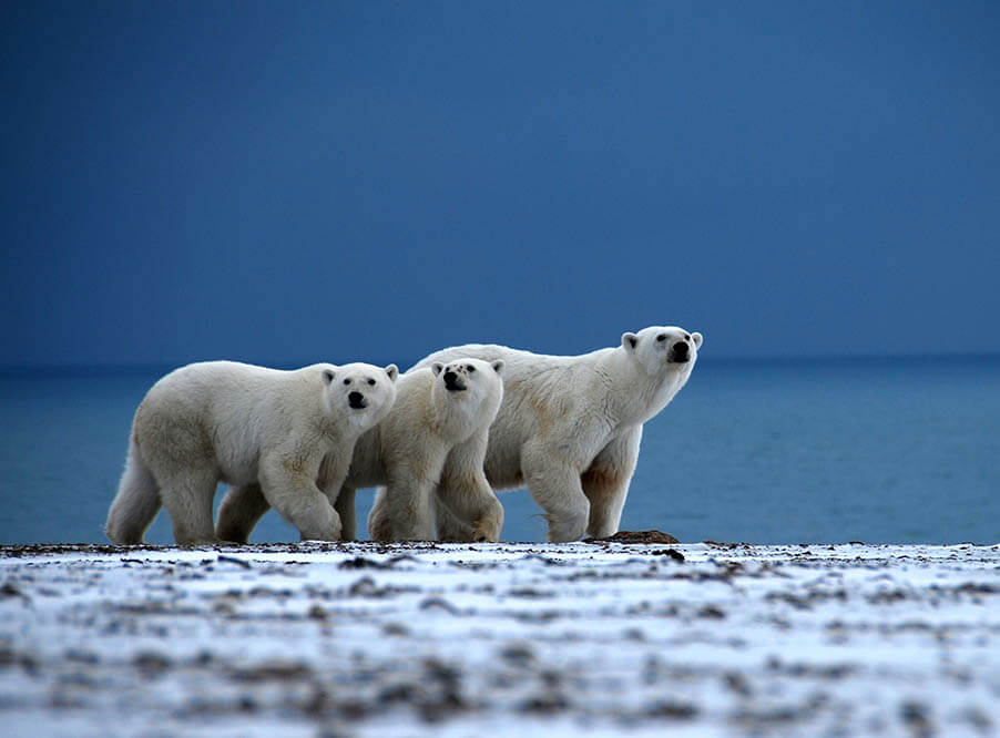 Фотогалерея. Белые медведи VS глобальное потепление