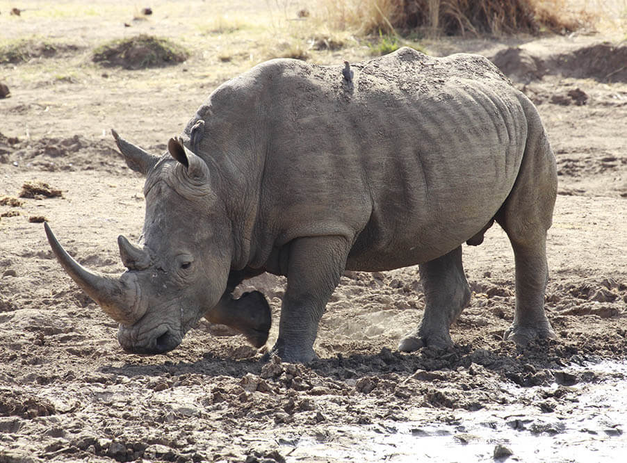 Ученые рассказали об ухудшении здоровья последнего в мире самца северного белого носорога