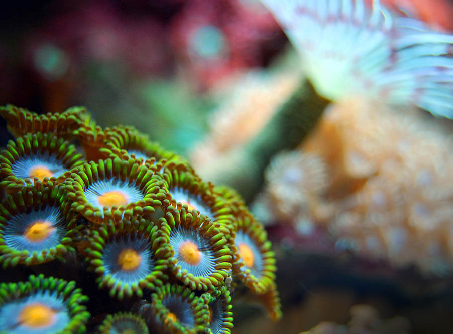 Ученые предложили биоразлагаемую пленку для защиты Большого Барьерного рифа