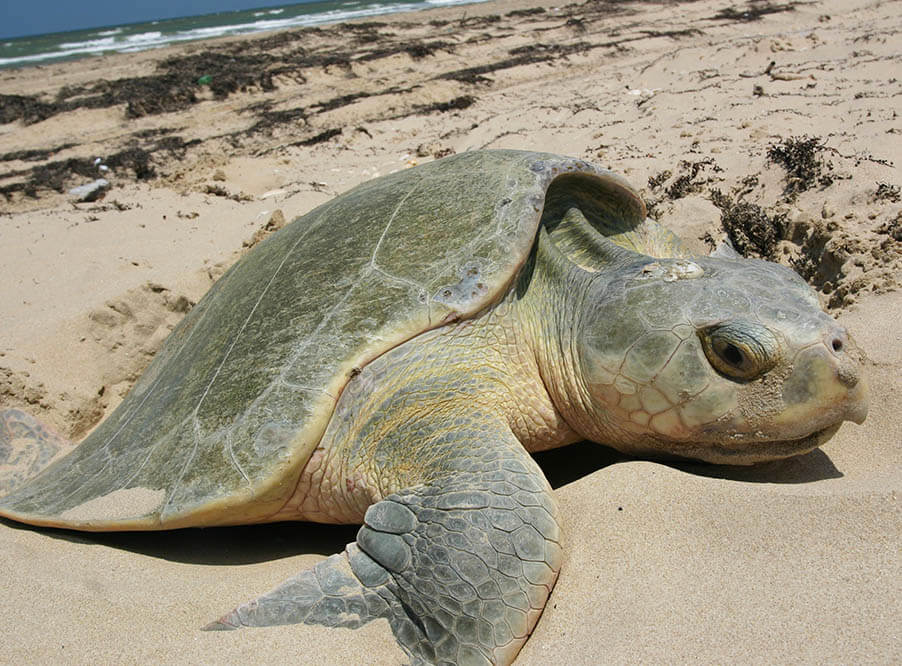 Пляж Мумбая за два года из свалки превратился в место размножения уязвимого вида черепах