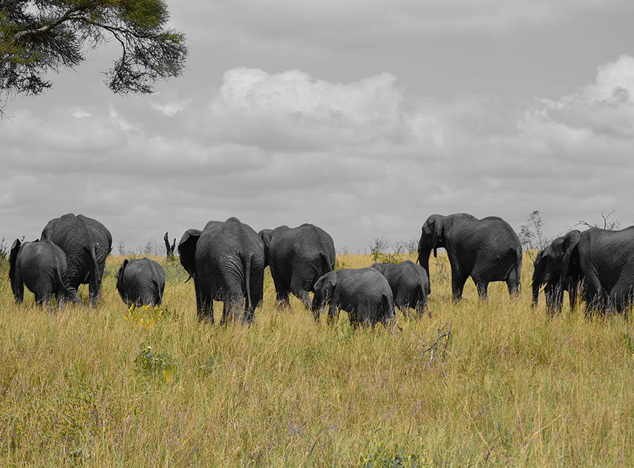 Слонов Танзании пометят спутниковыми ошейниками