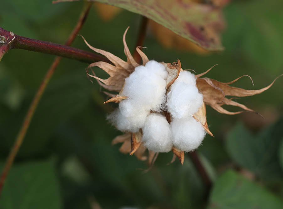 Верховный суд Дели отказал крупнейшему производителю семян в патенте на ГМО-хлопок