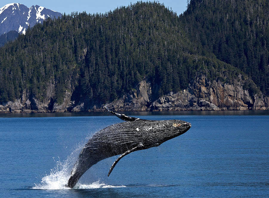 Исландия возобновит охоту на исчезающих китов