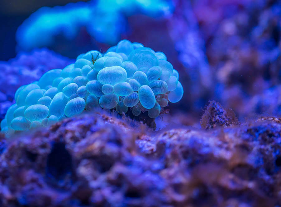 Американские ученые создали ГМО-коралл с целью защиты рифов от глобального потепления