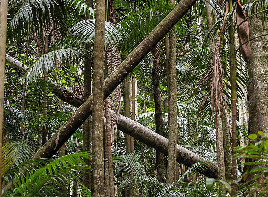 Исследование: выборочные рубки деревьев сокращают количество пресноводных тропических рыб