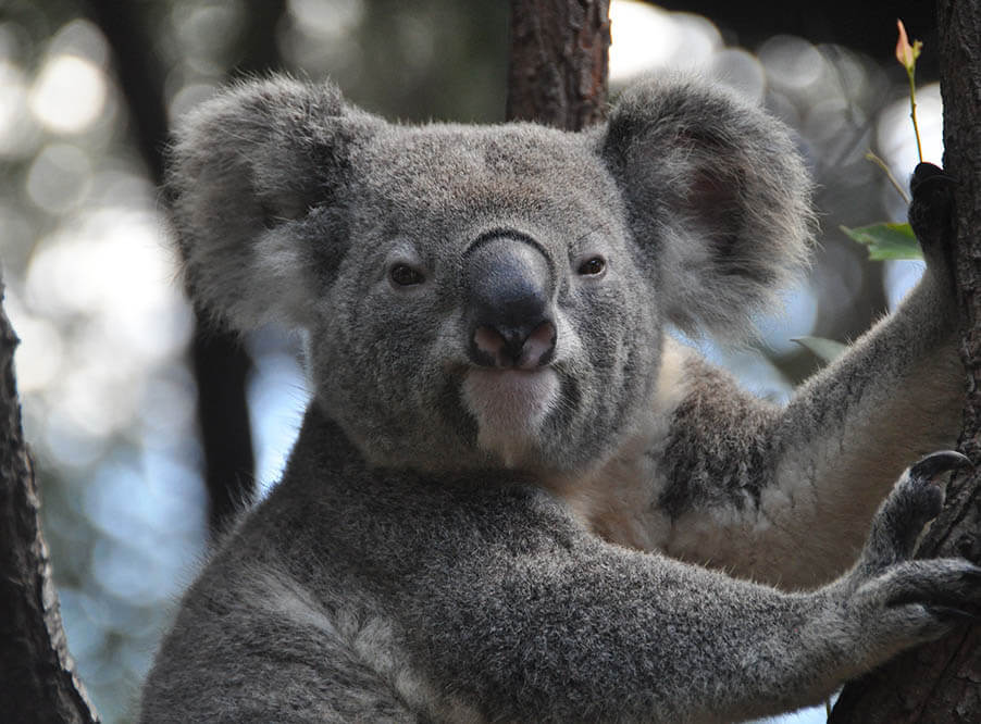 Австралия выделит $34 млн на сохранение популяции коал
