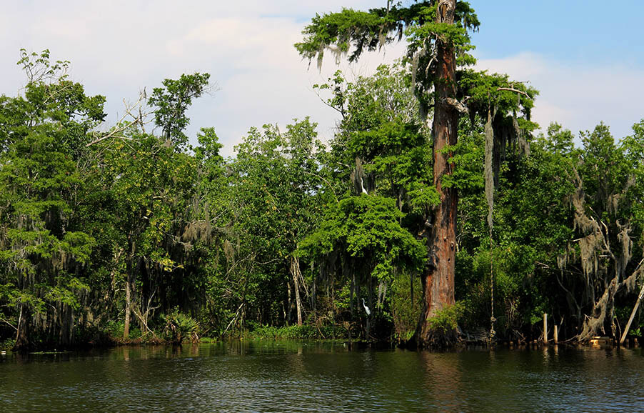 Луизиана восстановит исчезающие болота за счет реки Миссисипи