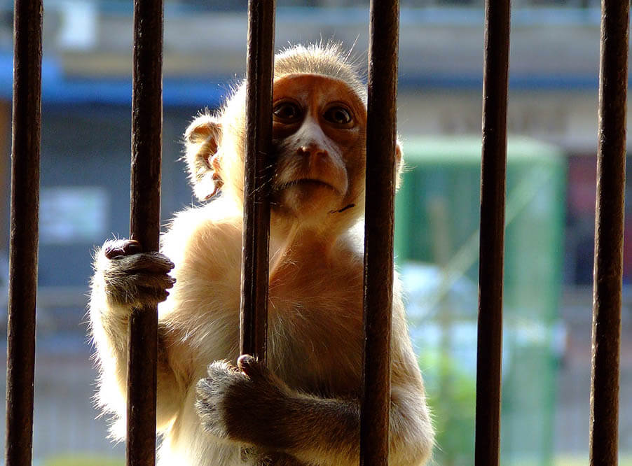 Из-за незаконной торговли ежегодно погибают 3 тыс. шимпанзе