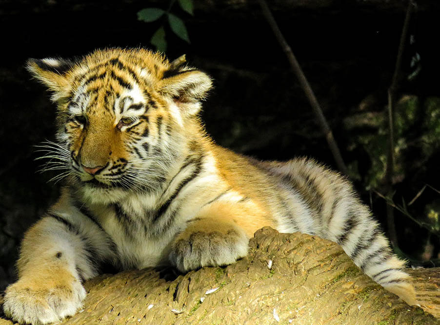 В частных домах в США живет больше тигров, чем в дикой природе