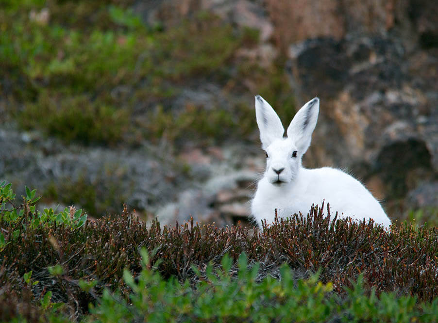 У зайцев-беляков на севере Канады обнаружен повышенный уровень мышьяка