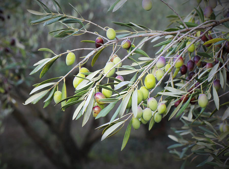 Ученые: распознать «оливко­вую проказу» можно с помощью дронов