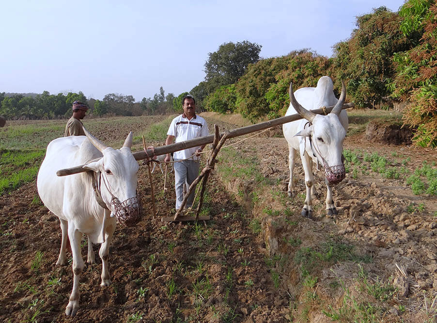 Стихийные бедствия разоряют и доводят до самоубийств индийских фермеров