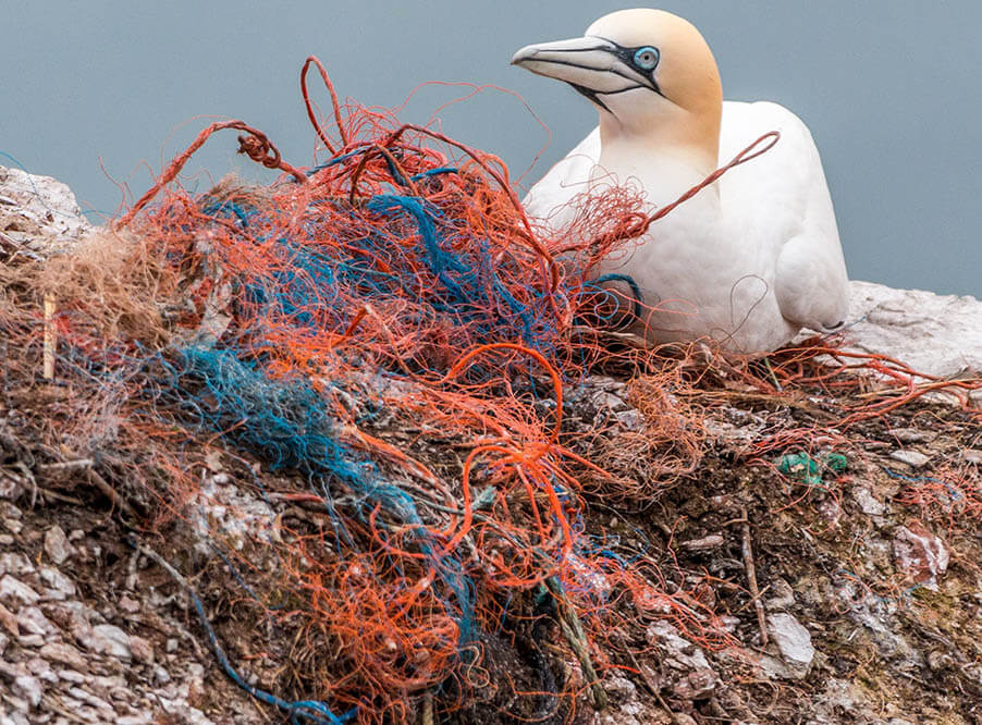 На грани вымирания находятся 110 видов морских птиц