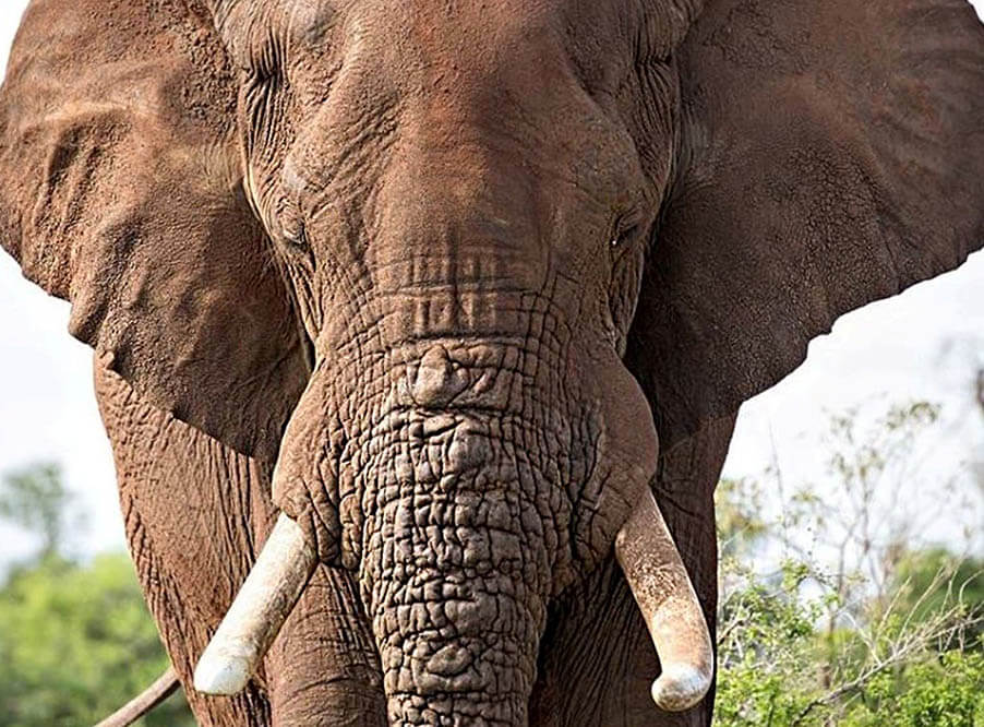Правозащитная организация обнаружила в Европе незаконную продажу изделий из слоновой кости