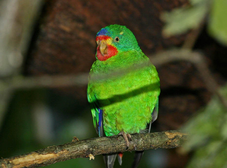 Лесозаготовки в Тасмании уничтожают ареал обитания редкого вида попугая