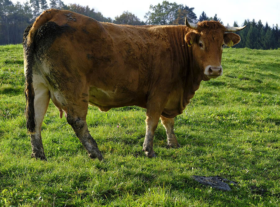 Нидерландский стартап перерабатыва­ет коровий навоз в ткань