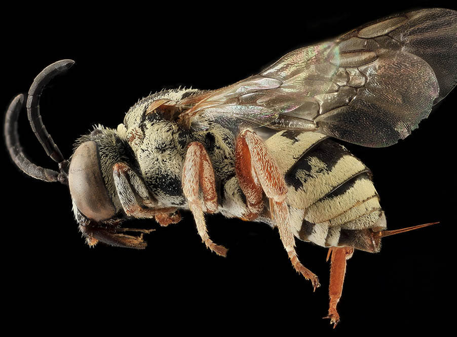Исследование: у пчел развивается зависимость от пестицидов