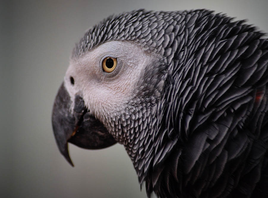 Ученые подтвердили вымирание восьми видов птиц с начала десятилетия