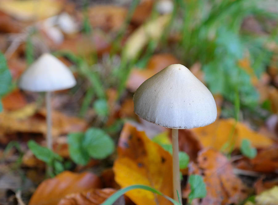 Ученые за один год обнаружили более 2 тыс. новых видов грибов