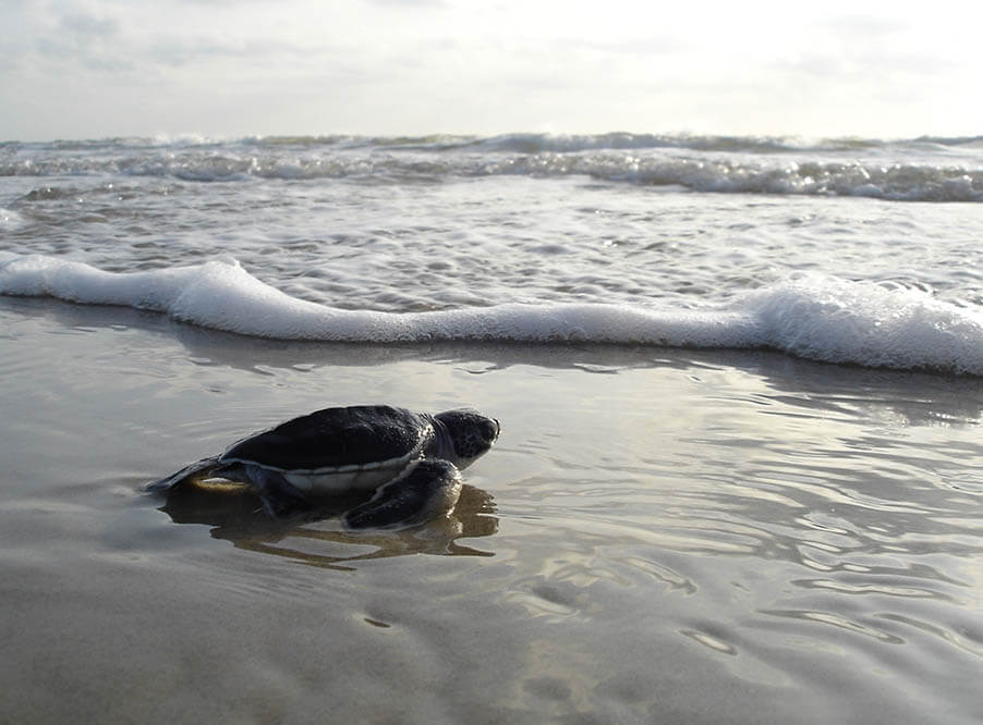 Черепаха может погибнуть от проглатывания одного фрагмента пластика