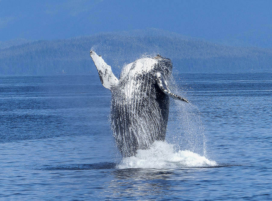 Международная комиссия по промыслу китов отказала Японии в промышленном лове