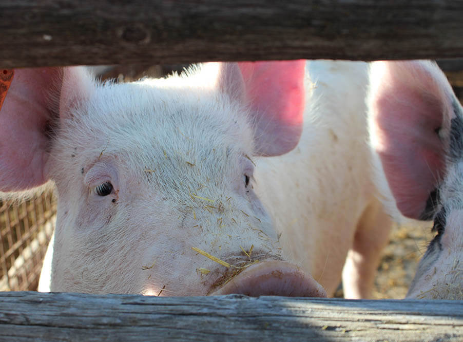 The Guardian рассказала о жестоком обращении со свиньями на британских фермах