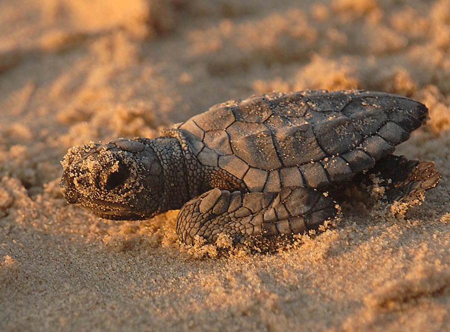 В местах гнездования морских черепах на пляжах Кипра обнаружен микропластик