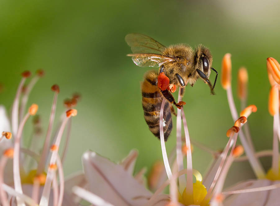 Популярный гербицид делает пчел более восприимчивы­ми к воздействию патогенных бактерий