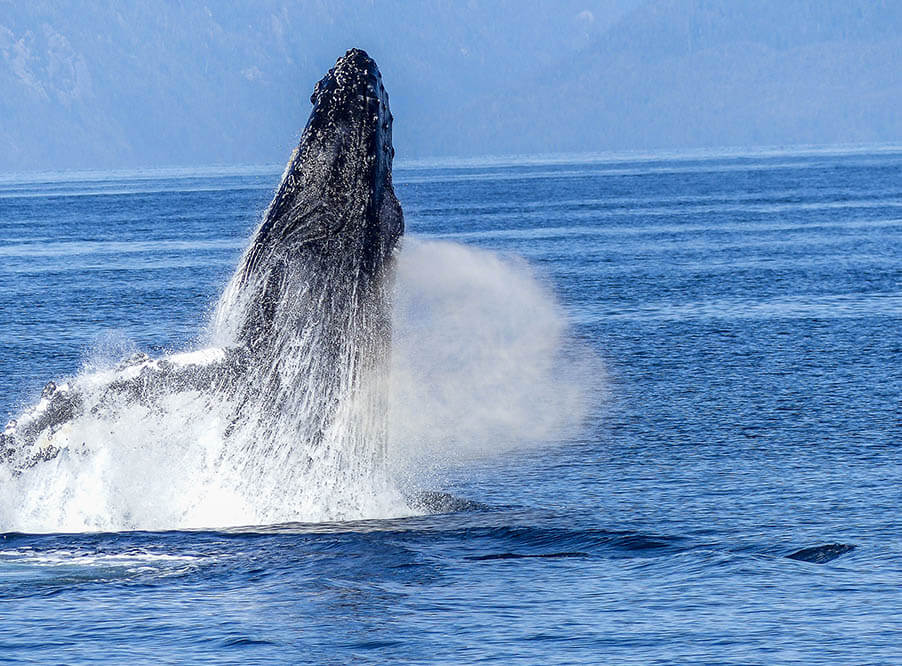 Японии грозят торговые санкции за китобойный промысел