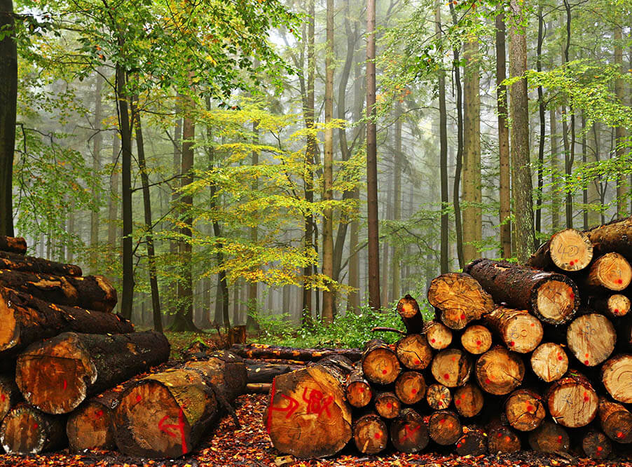 Четвертая часть сертифицирован­ных лесов всего мира приходится на Россию