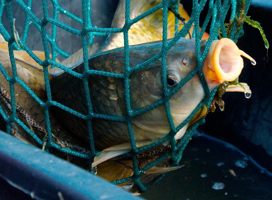 В Италии опубликовали видео с аквакультурных ферм о неэтичном умерщвлении рыбы