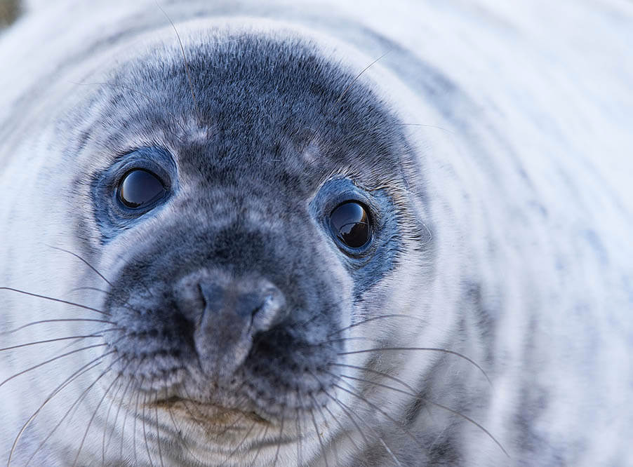Активисты заявили о росте числа раненных пла­сти­ком тюленей