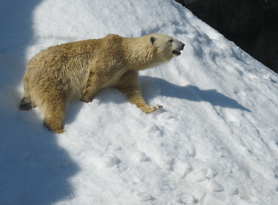 Белые медведи выми­ра­ют из-за медленного формирования льда в Арктике