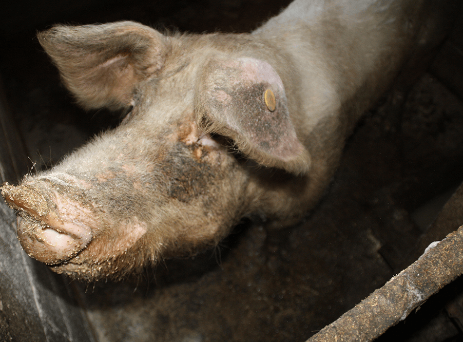 Бывшие работники британской фермы признали себя виновными в жестоком обращении с животными