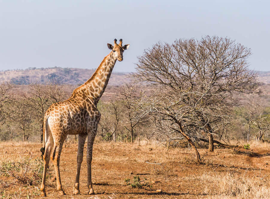 В Нигере переселили редких западноафрикан­ских жирафов