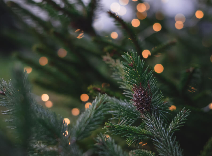 Пункты сбора новогодних елок появятся после зимних каникул