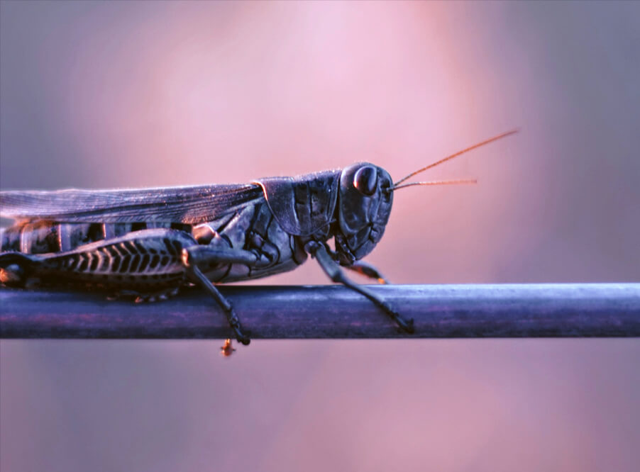 Использование в человеческом рационе насекомых может привести к экологической катастрофе