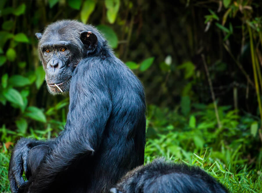 Система распознавания лиц поможет в борьбе с торговлей обезьянами