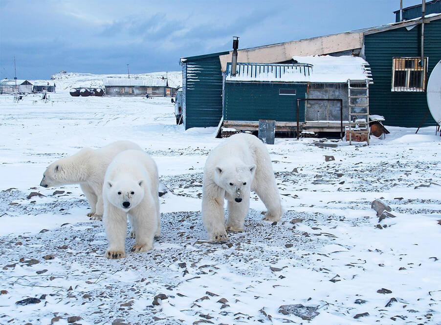 В Архангельской области объявили ЧС из-за нашествия белых медведей