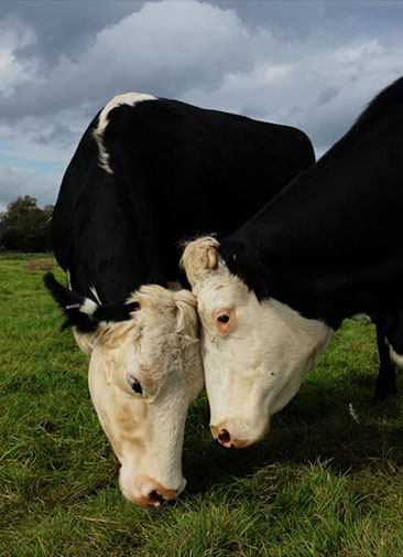В Великобритании запустили Tinder для коров