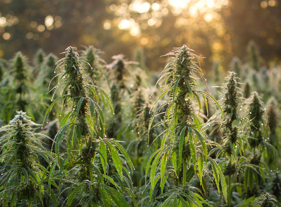 Растет ли конопля в природе сколько нужно выкурить марихуаны
