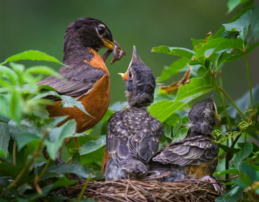 Эксперты рекомендуют отдавать шерсть домашних животных птицам для строительства гнезд