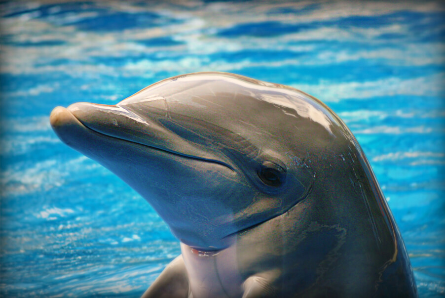 Дельфины страдают от болезни Альцгеймера