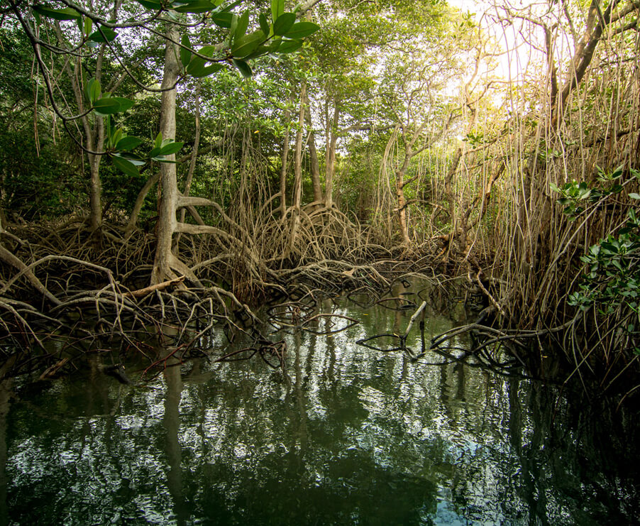 Apple восстанавлива­ет мангровые леса для поглощения 1 млн тонн СО2