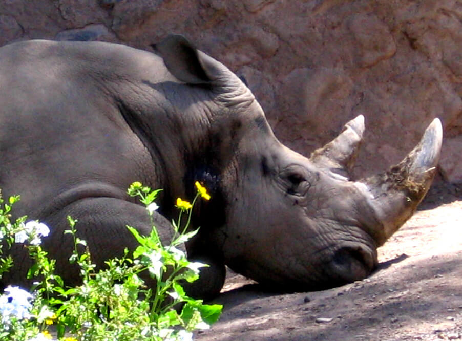 Число носорогов Танзании выросло на 1000% после борьбы с браконьерством