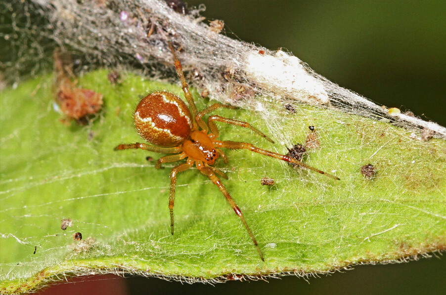 Статья: Разновидности пауков и их поведение