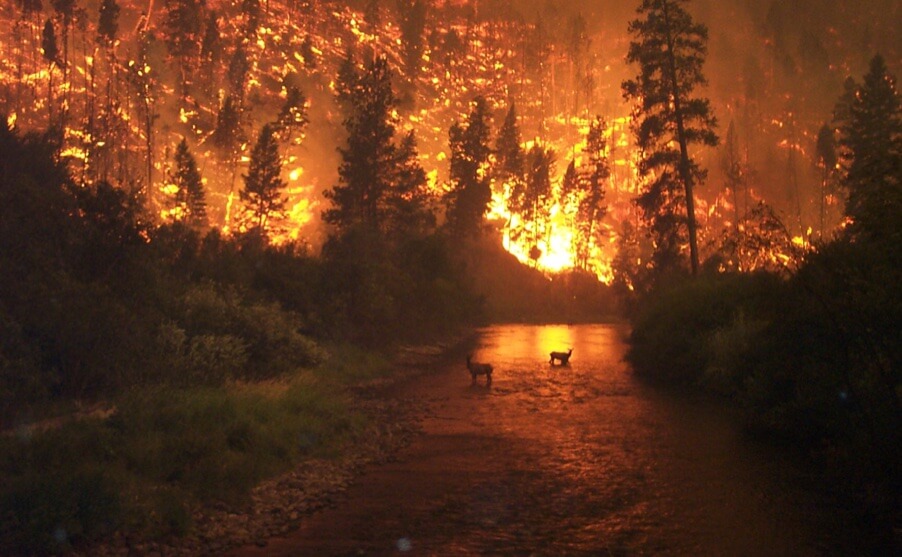 С начала года в России сгорел 1% лесного фонда