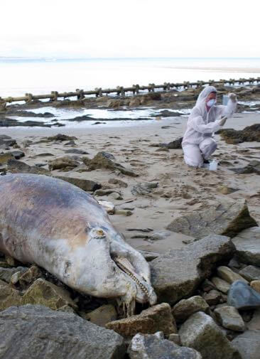 Мертвые дельфины на берегах Черного моря и война с мусором в Челябинске