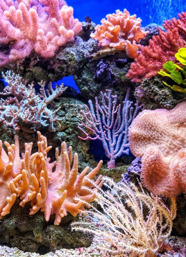 Почему на планете исчезают кораллы